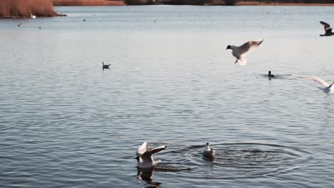 Gaviotas-Volando-Sobre-El-Lago-A-La-Luz-De-La-Noche,-Cámara-Lenta