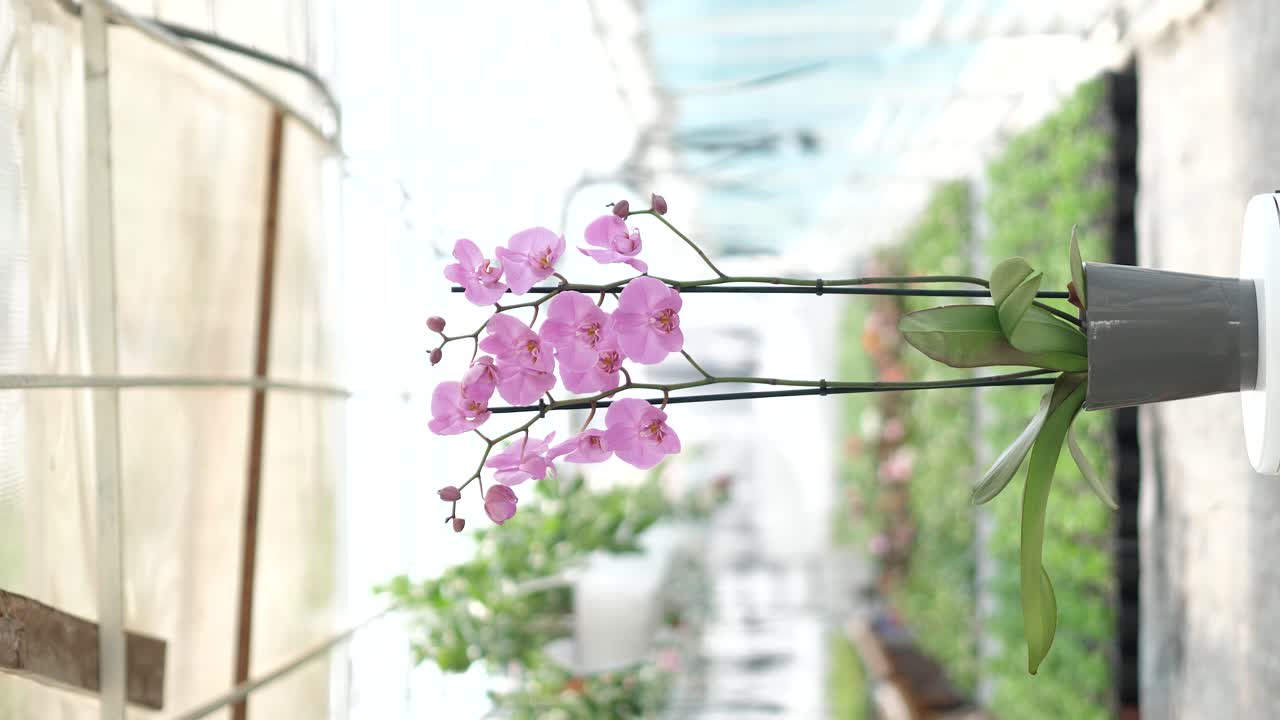 video de producto vertical de 360 grados con flores en un fondo borroso