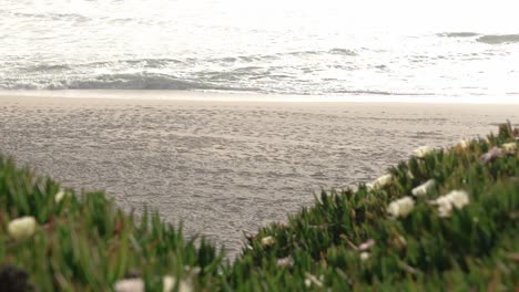 field of flowers and plants by the beach