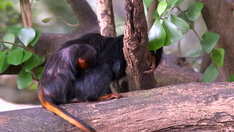 A-pair-of-Golden-Headed-Lion-Tamarin-Monkeys,-mating-on-a-tree-branch,-with-the-female-leaving-and-the-male-clinging-to-her-body---Slow-motion