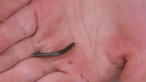 a forest school student exploring a millipede crawling on his hand