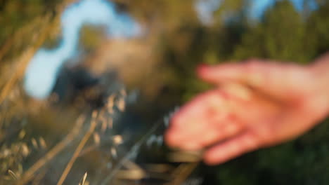 mano de mujer tocando plantas de espiga en el campo durante la luz del atardecer
