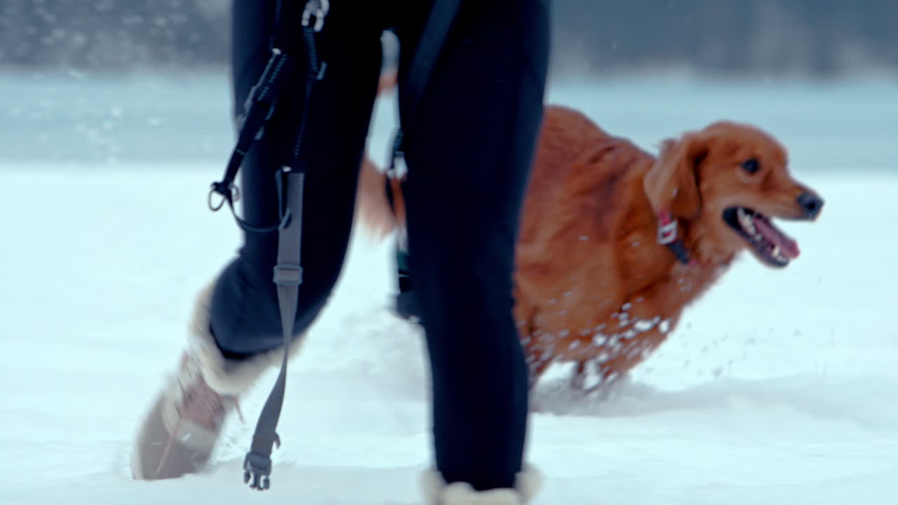 golden retriever saltando a través de la nieve profunda en una caminata de invierno