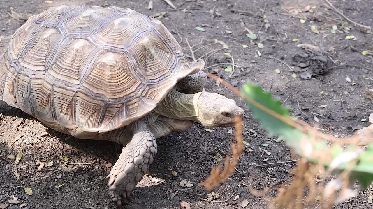거북이가 먼지 위에서 천천히 움직이고 있다.