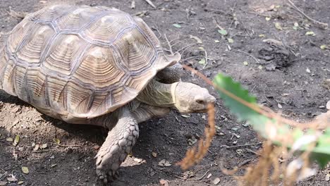 tortoise moving slowly on dirt ground