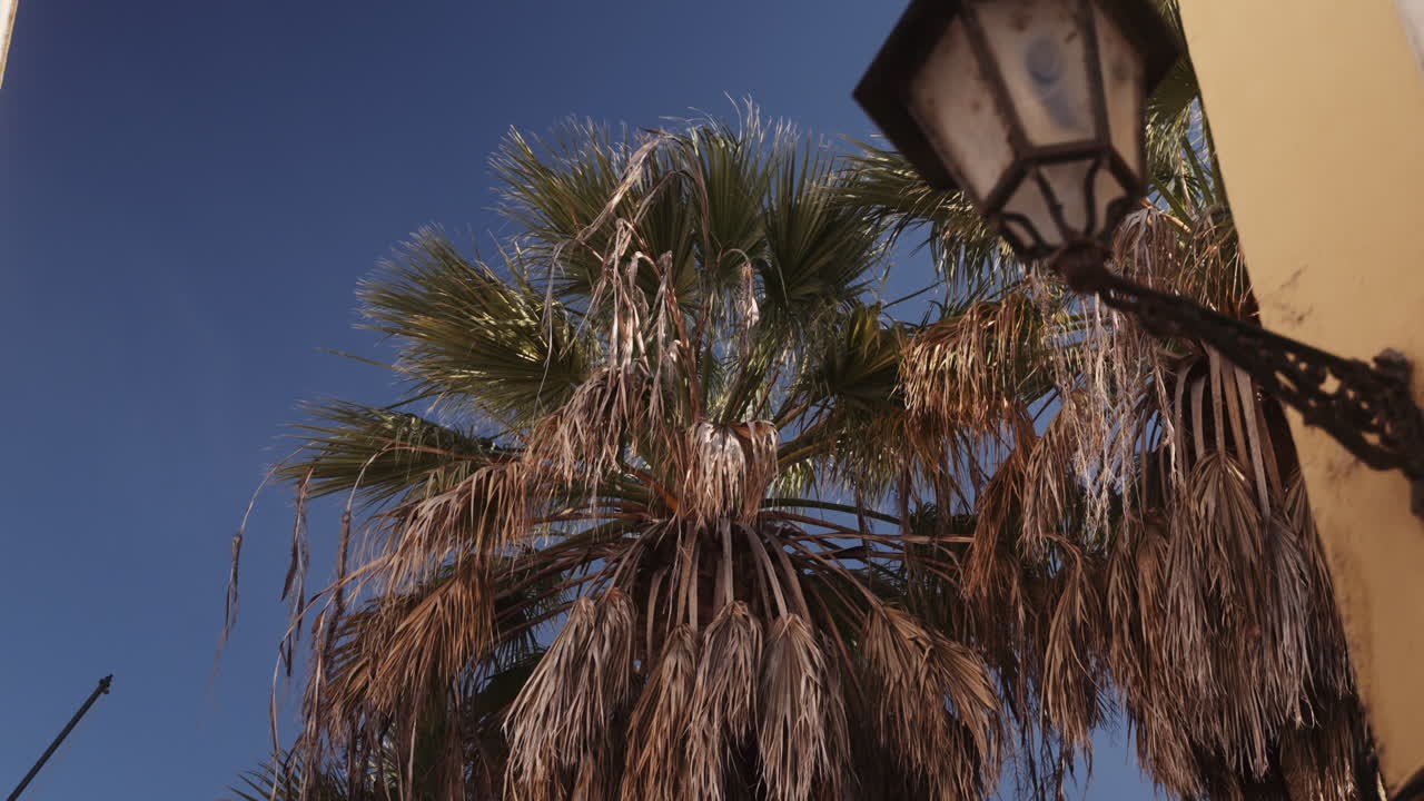 Palm trees and street lamp in a Mediterranean city