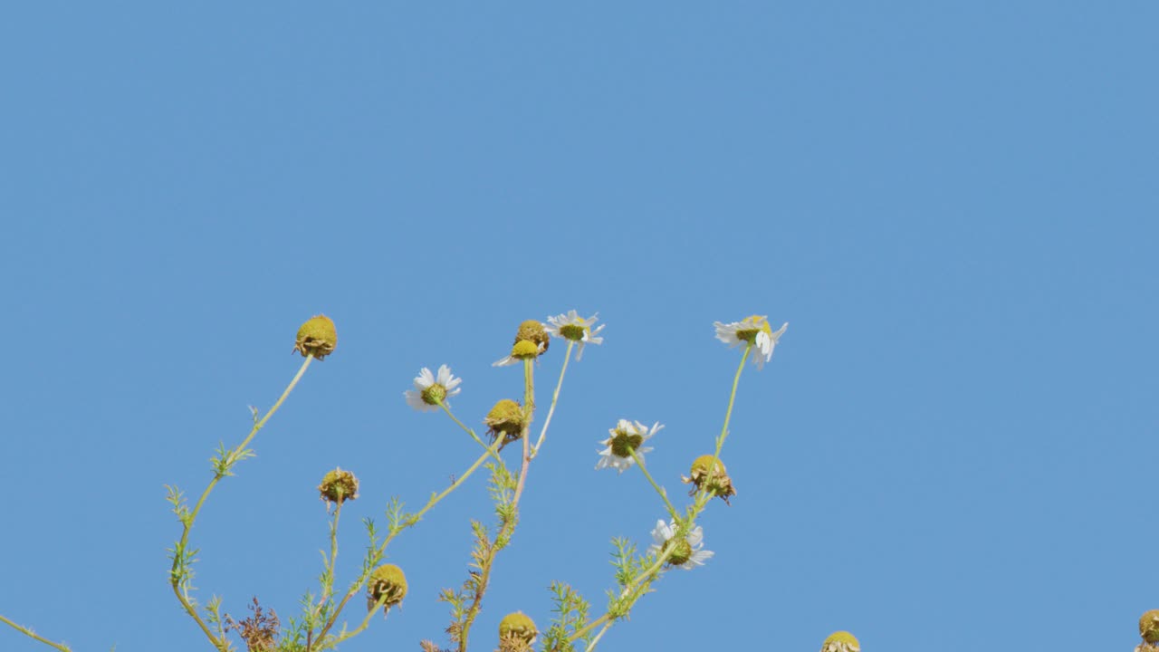 Tall wildflowers and weeds gently move in the breeze under clear daylight, captured in a static wide shot with vibrant blue sky background