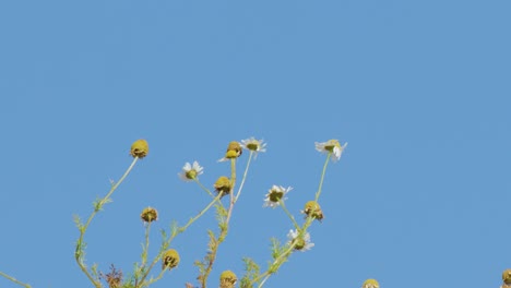 tall wildflowers and weeds gently move in the breeze under clear daylight, captured in a static wide shot with vibrant blue sky background