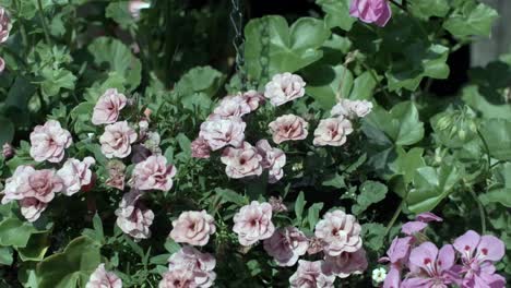 blooming pink petunias in a vibrant garden hanging basket