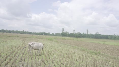 En-Un-Pequeño-Pueblo-De-Bangladesh,-Las-Vacas-Están-Comiendo-Hierba-En-El-Campo-Después-De-Que-El-Cuerpo-Haya-Sido-Cortado-Hasta-La-Raíz