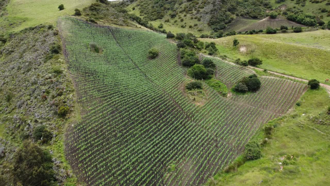 波哥大附近的一片清洁的农田