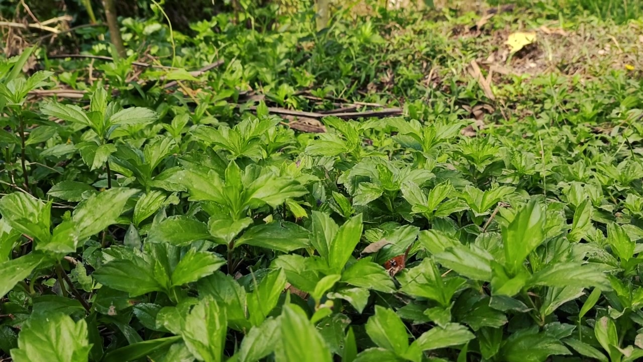 Gros plan sur des plantes couvre-sol verdoyantes dans un jardin