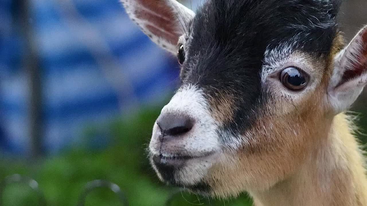 A series of close-up shots capturing a goat's inquisitive facial expressions against a blurred striped background.
