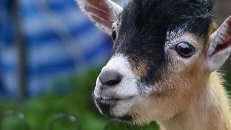 a series of close-up shots capturing a goat's inquisitive facial expressions against a blurred striped background.