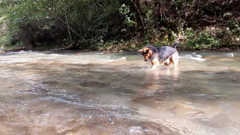 un hermoso perro que es un cazador de truchas en el bosque magico de chiapas, mexico