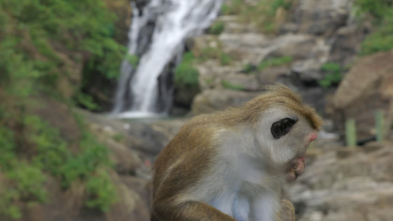 toma estática de mono lindo, relajándose en la hermosa cascada de ravana, ella sri lanka