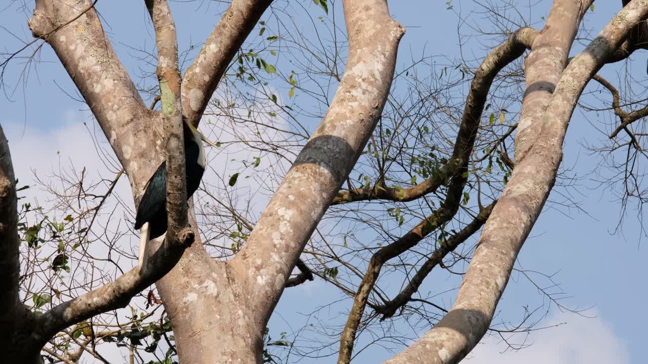 Perching on a tree, a lone male Wreathed Hornbill Rhyticeros undulatus hides partly behind a branch in a rainforest in Thailand.