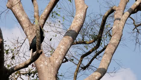 perching on a tree, a lone male wreathed hornbill rhyticeros undulatus hides partly behind a branch in a rainforest in thailand.