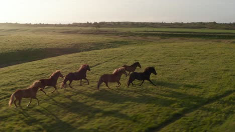 Laufende-Gruppe-Von-Pferden-Im-Grasland.-Morgendliche-Luftaufnahmen-Von-Tierherden-Zur-Goldenen-Stunde.-Island