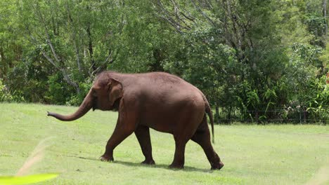a single elephant walks across a lush field.