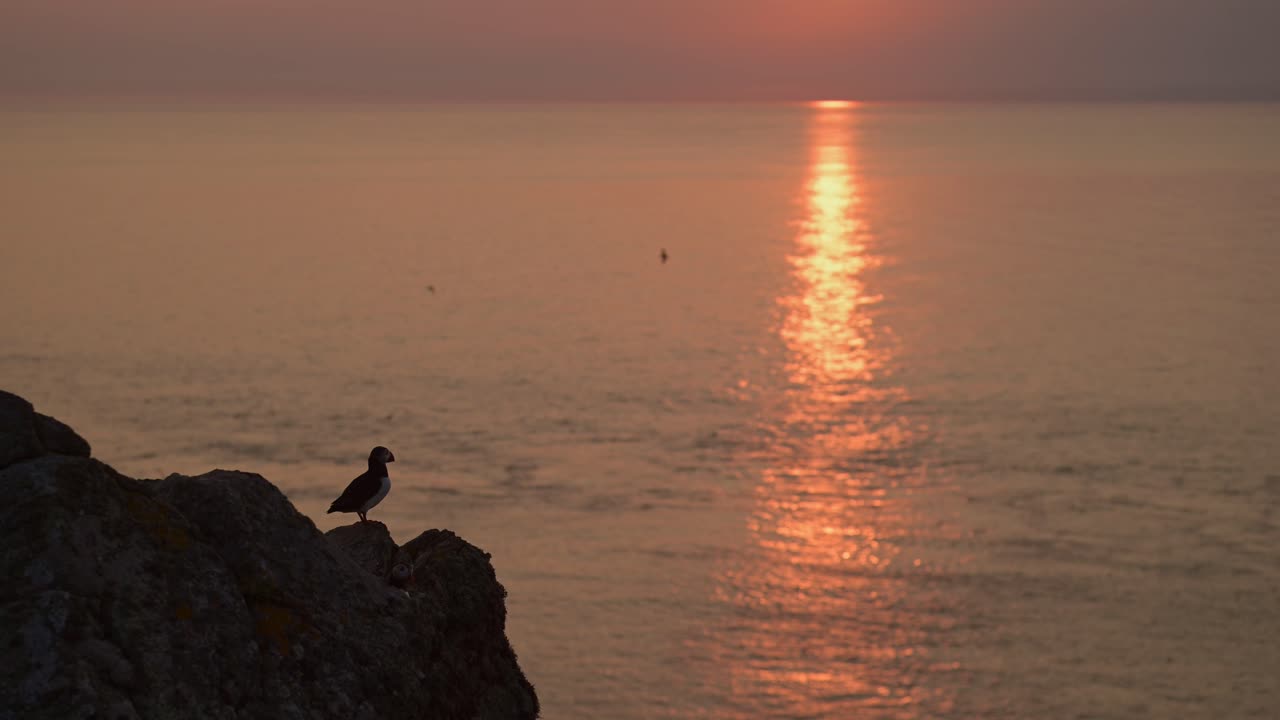 바위 위에서 날아다니며 해가 지면 해안에서 오렌지색 태양 반사와 함께 바다 바물, 실루 대서양 파핀 비행 실루, 영국 바다 새와 웨일즈의 스코머 섬의 새