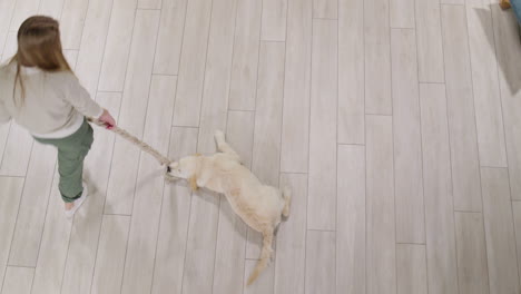 a child plays with a puppy - the dog catches a rope. view from above