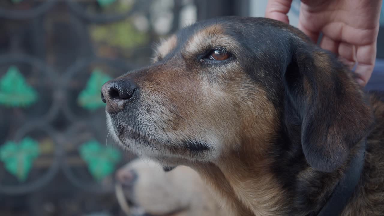 Dog being petted