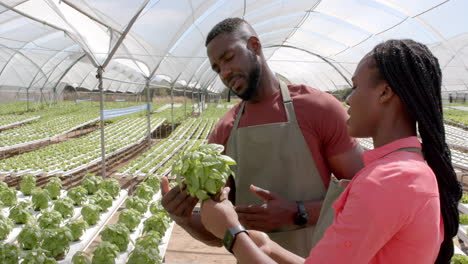 inspecting basil plant, two african american farmers working together in hydroponic greenhouse