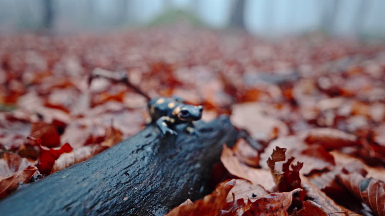 Misty rain-damp forest floor wildlife macro, fire salamander on moss log, bokeh background, 4K nature shot