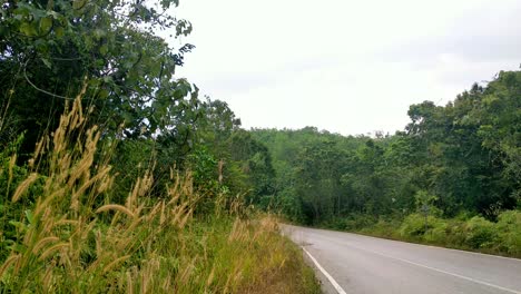 Close-side-view-of-the-sport-motorcycle-driver-riding-through-the-road-surrounded-by-grasses-and-trees-of-the-rainforest