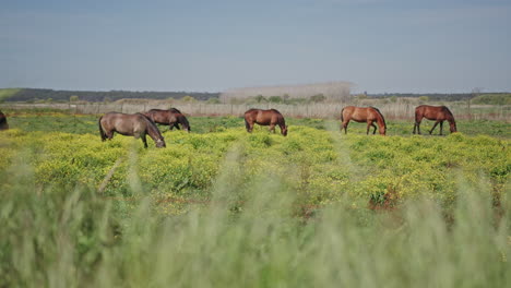 Horses-feeding-on-wild-grass-during-spring-long-shot