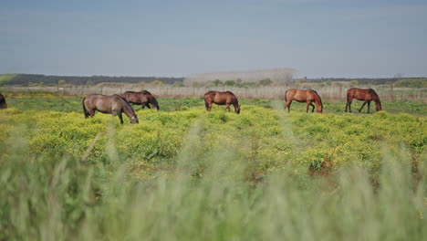 Caballos-Alimentándose-De-Hierba-Silvestre-Durante-La-Primavera-Tiro-Largo