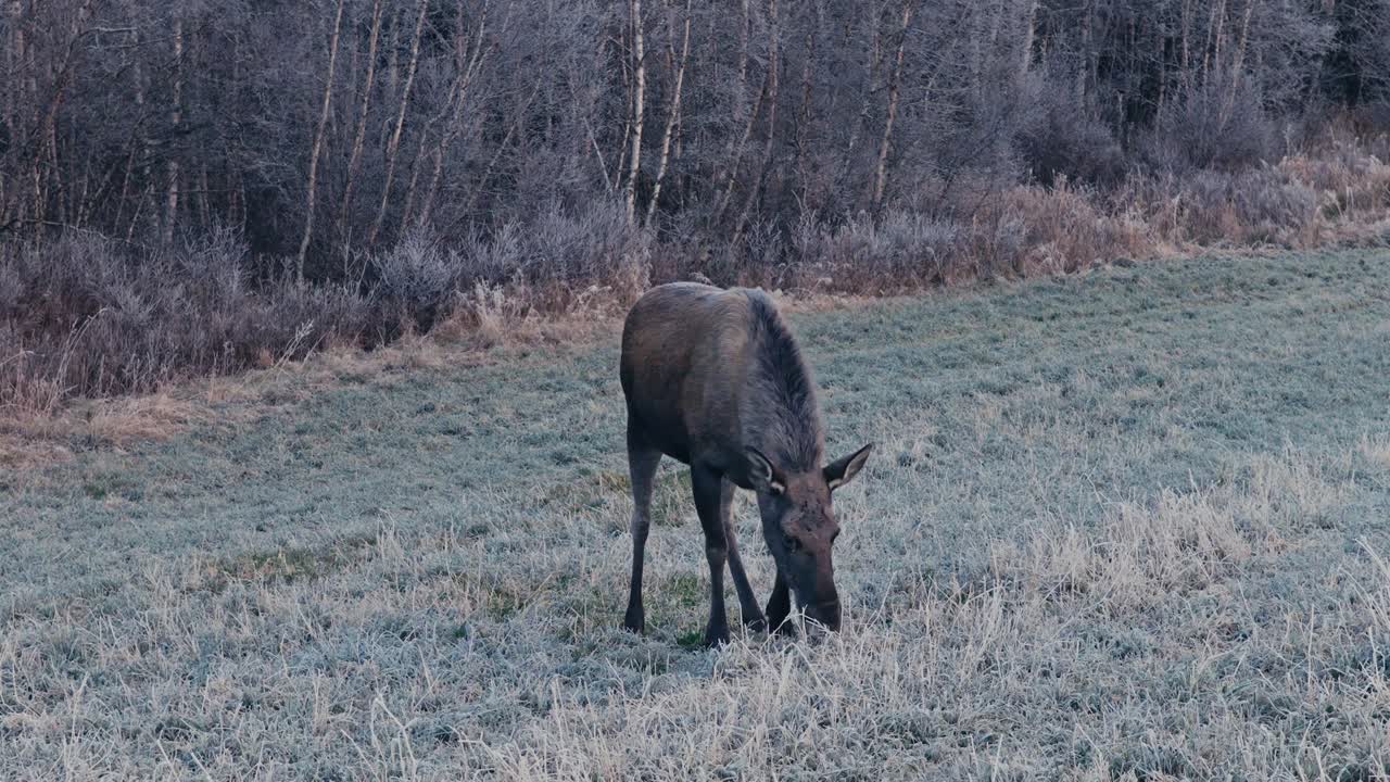 Un alce pascola su un prato coperto di brina vicino al margine della foresta - Primo piano.