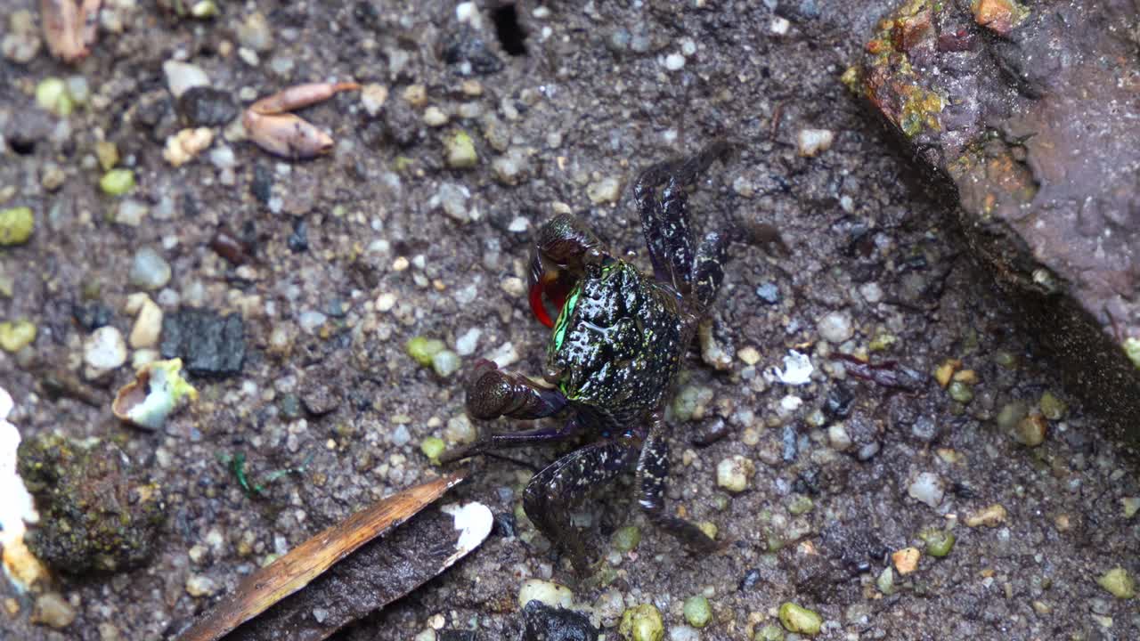 Close-up of a small, colorful crab on wet ground