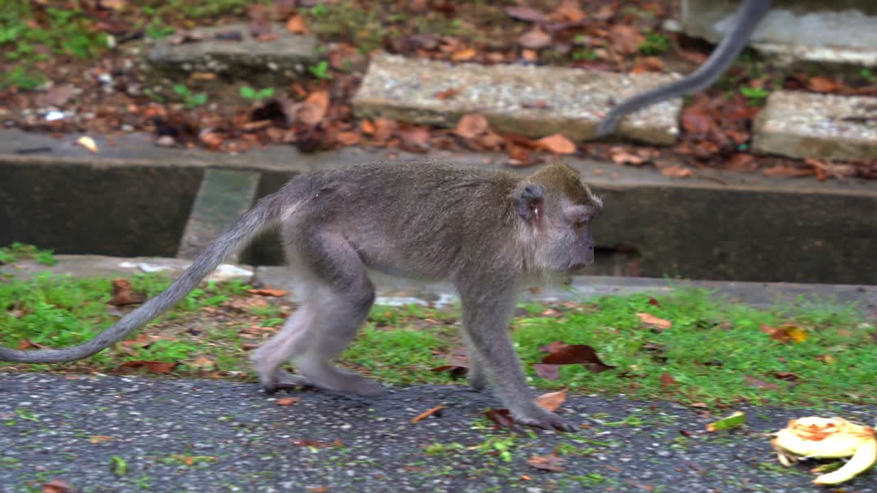 sobreviviente herido, un macaco adulto comedor de cangrejos, macaco de cola larga visto caminando por el suelo a lo largo de una zanja con tres extremidades y una mano faltante, disparo de cerca