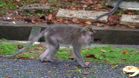 Injured-survivor,-an-adult-crab-eating-macaque,-long-tailed-macaque-spotted-walking-on-the-ground-along-side-a-ditch-with-three-limbs-and-a-missing-hand,-close-up-shot