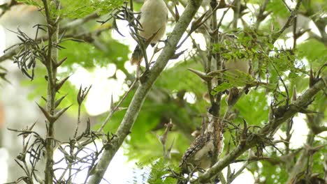 Blick-Auf-Rötliche-Nackenzaunkönige,-Die-Auf-Einem-Ast-Thront