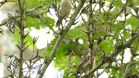 View Of Rufous Naped Wrens Perched On Tree Branch