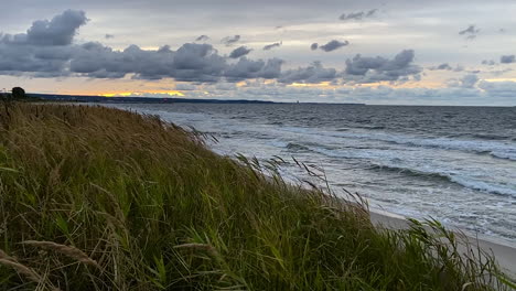 golden wheat field swaying in the cool sea breeze at sunset - medium shot