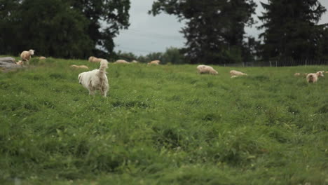 Hähne-Werden-Auf-Einer-Farm-Durch-Stacheldraht-Gesehen-1