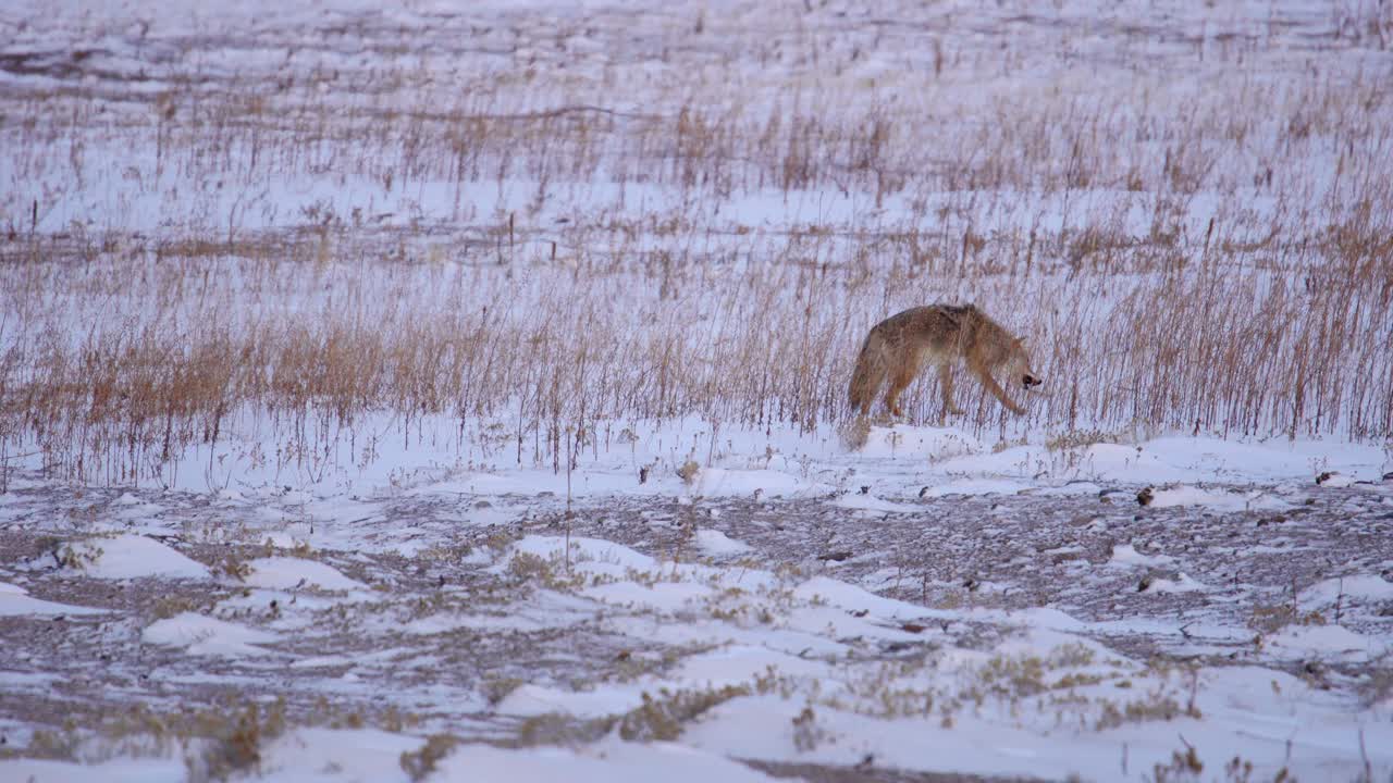 Coyote in a snow covered open field