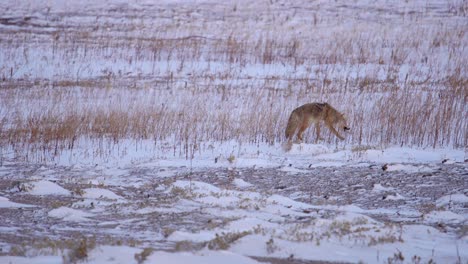 coyote in a snow covered open field