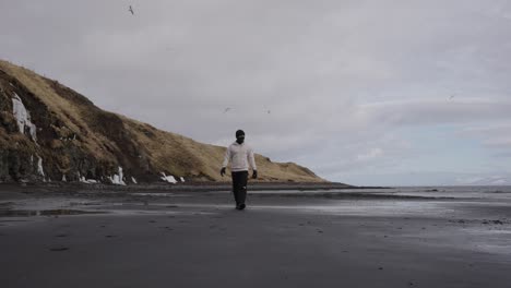 el macho camina por la playa de arena negra y el fulmar del norte vuela en el fondo sobre el acantilado