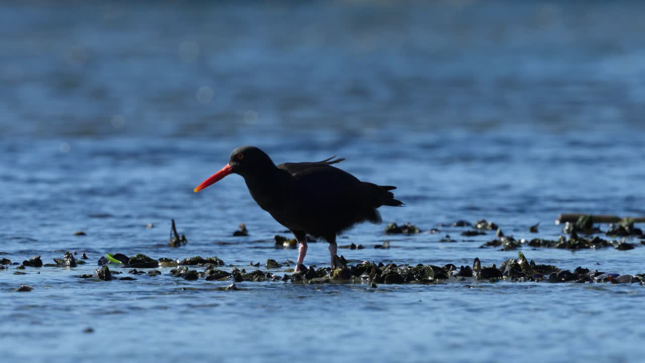 A black oystercatcher forages for food in the intertidal zone on the coast of British Columbia, Canada. (Slow motion)
