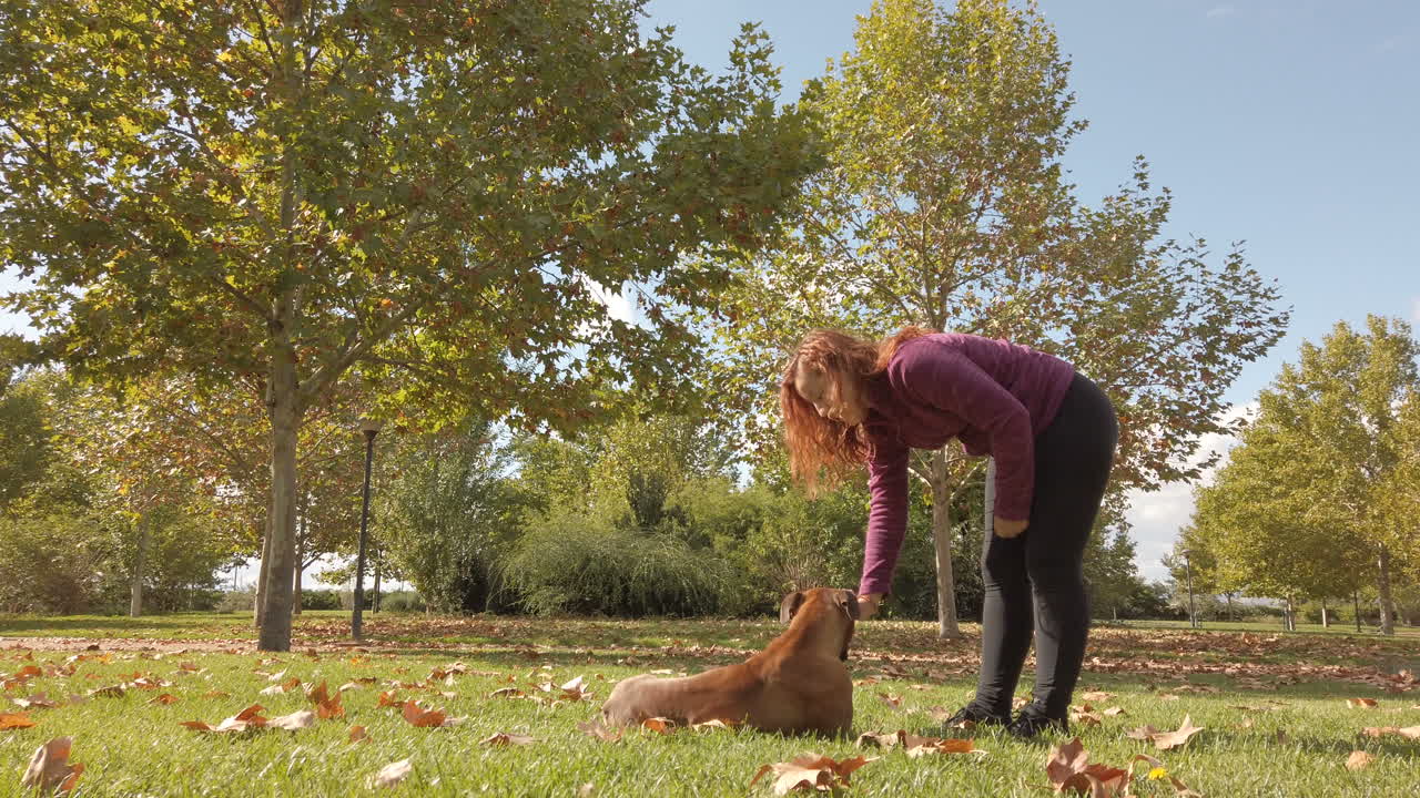 Woman training her boxer dog in the park