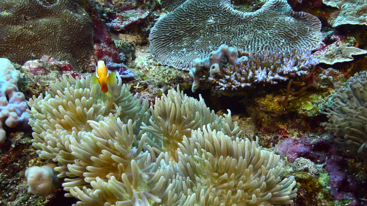 Pesce pagliaccio che protegge il suo anemone