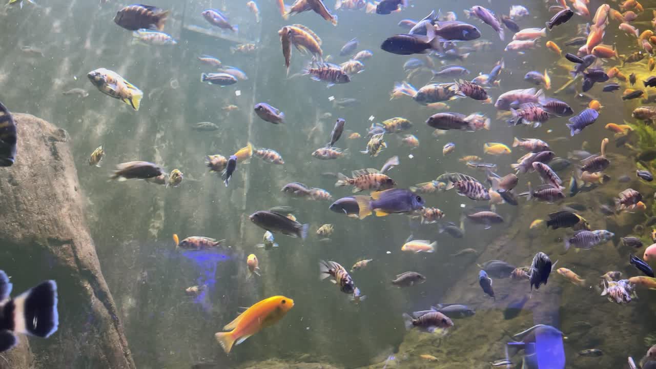 Large group of colorful cichlid fish swimming in freshwater aquarium with murky background. Underwater photography. Aquatic wildlife and biodiversity concept. Design for wallpaper, poster, card.