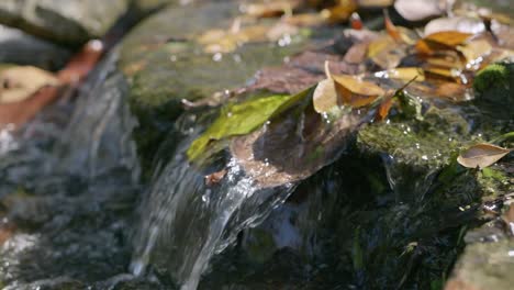 waterfall in slow-motion on mossyrock with dry leaves being stuck