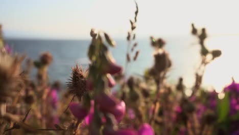 purple flowers and green grass at sunset over sea background