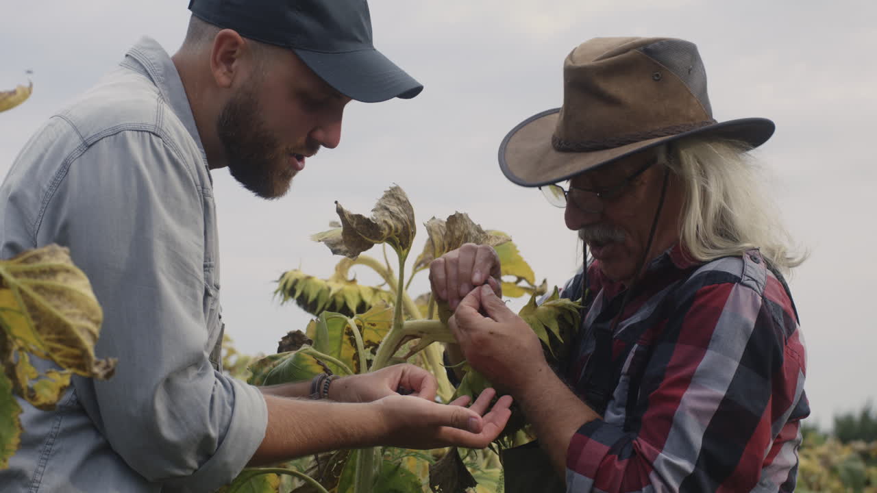 Farmers Inspecting Sunflowers